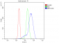Anti-RBPJK/RBPJ Picoband™ Antibody (monoclonal, 6G4)